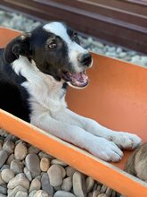 BLADE, Hund, Mischlingshund in Rumänien - Bild 16