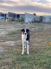 BLADE, Hund, Mischlingshund in Rumänien - Bild 3