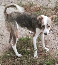 TALIA, Hund, Mischlingshund in Rumänien