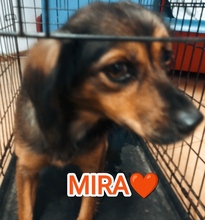 MIRA, Hund, Mischlingshund in Rumänien