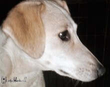 SOPHIA, Hund, Mischlingshund in Rumänien