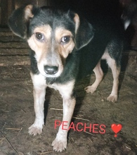 PEACHES, Hund, Mischlingshund in Rumänien