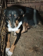 PUMA, Hund, Mischlingshund in Rumänien