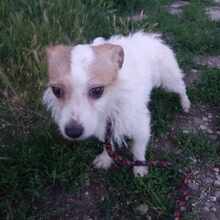 HUTCH, Hund, Mischlingshund in Rumänien