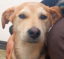 LOKI, Hund, Mischlingshund in Italien