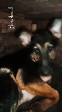 PUKA, Hund, Mischlingshund in Rumänien