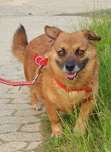 PICASSO, Hund, Mischlingshund in Kerpen