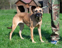 ZSOFI, Hund, Deutscher Schäferhund-Mix in Ungarn - Bild 2