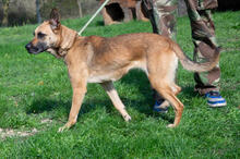 ZSOFI, Hund, Deutscher Schäferhund-Mix in Ungarn - Bild 3