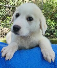 WHITE, Hund, Mischlingshund in Düsseldorf