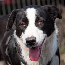 DOLORES, Hund, Mischlingshund in Bruchsal