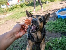 CRONOS, Hund, Mischlingshund in Rumänien - Bild 12