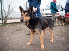 CRONOS, Hund, Mischlingshund in Rumänien - Bild 13