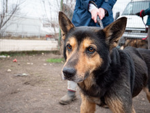 CRONOS, Hund, Mischlingshund in Rumänien - Bild 14