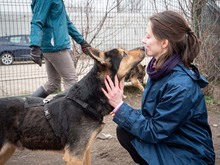 CRONOS, Hund, Mischlingshund in Rumänien - Bild 15