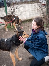 CRONOS, Hund, Mischlingshund in Rumänien - Bild 16