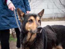 CRONOS, Hund, Mischlingshund in Rumänien - Bild 17