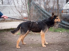 CRONOS, Hund, Mischlingshund in Rumänien - Bild 18