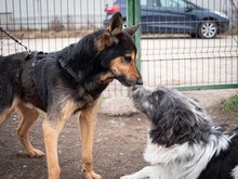 CRONOS, Hund, Mischlingshund in Rumänien - Bild 19