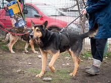 CRONOS, Hund, Mischlingshund in Rumänien - Bild 20