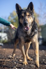 CRONOS, Hund, Mischlingshund in Rumänien - Bild 3