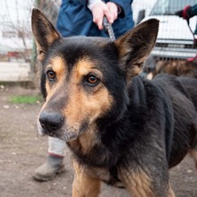 CRONOS, Hund, Mischlingshund in Rumänien - Bild 8