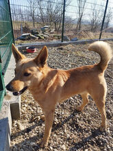 CSOEPI, Hund, Mischlingshund in Ungarn - Bild 3