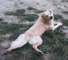 GOLDIE, Hund, Mischlingshund in Rumänien