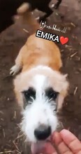 EMIKA, Hund, Mischlingshund in Rumänien