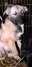 BUBU, Hund, Mischlingshund in Rumänien