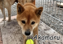 AKAMARU, Hund, Shiba Inu in Slowakische Republik