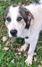 PIPI, Hund, Mischlingshund in Griechenland - Bild 18
