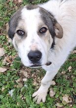 PIPI, Hund, Mischlingshund in Griechenland - Bild 20