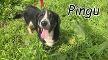 PINGU, Hund, Mischlingshund in Portugal