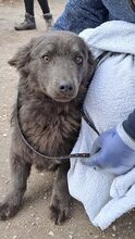 KOBOR, Hund, Mischlingshund in Ungarn