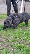 MORGO, Hund, Mischlingshund in Ungarn - Bild 7