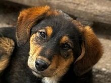 PINJA, Hund, Mischlingshund in Rumänien