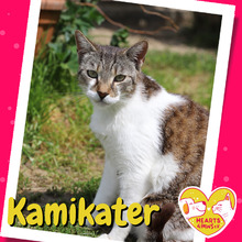 KAMIKATER, Katze, Hauskatze in Rumänien - Bild 1