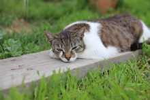 KAMIKATER, Katze, Hauskatze in Rumänien - Bild 11