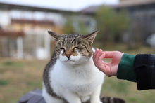 KAMIKATER, Katze, Hauskatze in Rumänien - Bild 6