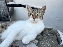 KAMIKATER, Katze, Hauskatze in Rumänien - Bild 7