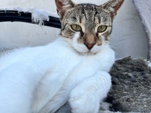 KAMIKATER, Katze, Hauskatze in Rumänien - Bild 8