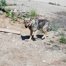 KATE, Hund, Mischlingshund in Bielefeld - Bild 5