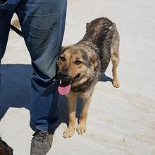 KATE, Hund, Mischlingshund in Bielefeld - Bild 6