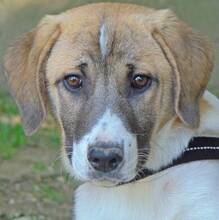 SANTY, Hund, Mischlingshund in Griechenland