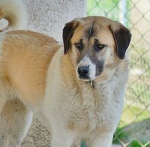 SANTY, Hund, Mischlingshund in Griechenland - Bild 33