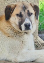SANTY, Hund, Mischlingshund in Griechenland - Bild 34