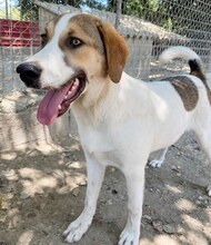 REX, Hund, Mischlingshund in Griechenland - Bild 3