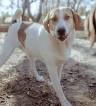 REX, Hund, Mischlingshund in Griechenland - Bild 35