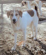 REX, Hund, Mischlingshund in Griechenland - Bild 36